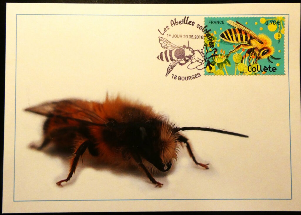 Timbre abeille collète sur une carte postale éditée par le CPB représentant une abeille solitaire. © Cercle Philatélique de Bourges, tous droits réservés.